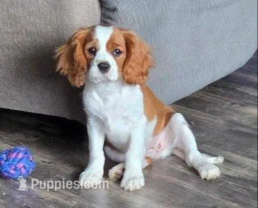 Tuffy – Cavalier King Charles Spaniel puppy for sale in Redding, CA