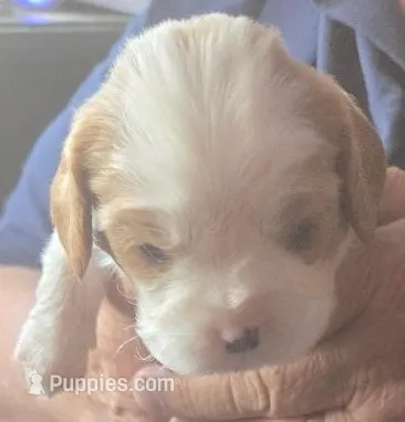 Allie – Cavalier King Charles Spaniel puppy for sale in Redding, CA