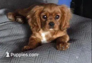 TIMMY – Cavalier King Charles Spaniel puppy for sale in Redding, CA