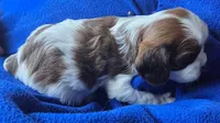 Arnie, a male Cavalier King Charles Spaniel for sale in Redding, CA – 2 of 3