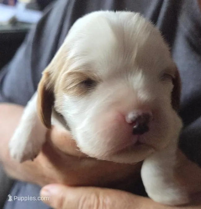 Angel, a female Cavalier King Charles Spaniel for sale in Redding, CA – 1 of 3