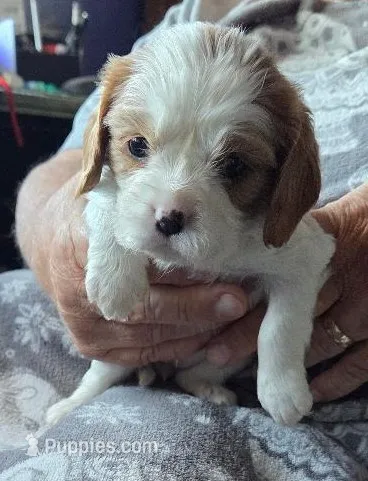 Allie – Cavalier King Charles Spaniel puppy for sale in Redding, CA