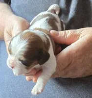 Arnie, a male Cavalier King Charles Spaniel for sale in Redding, CA – 1 of 2