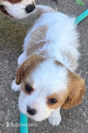 Allie – Cavalier King Charles Spaniel puppy for sale in Redding, CA