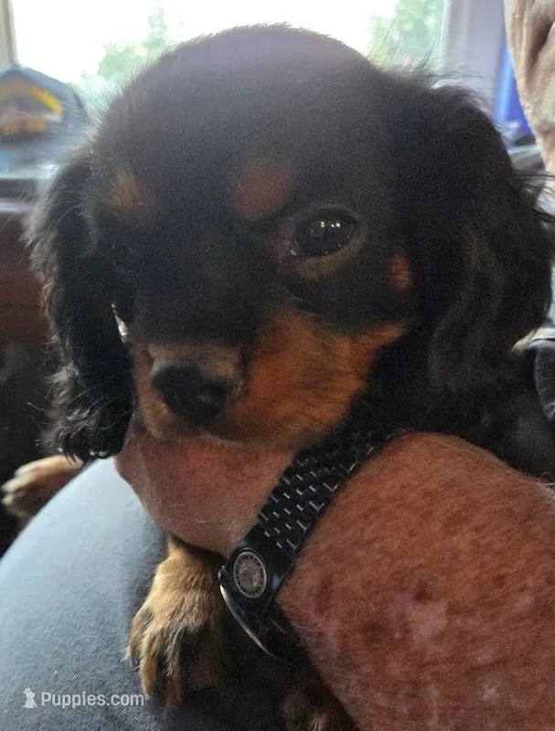 CHAMP – Cavalier King Charles Spaniel puppy for sale in Redding, CA