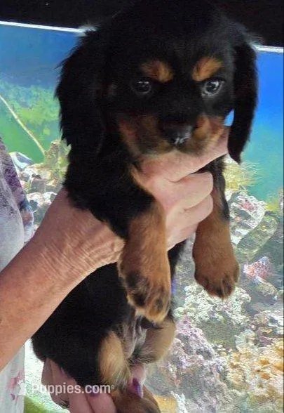 CHAMP – Cavalier King Charles Spaniel puppy for sale in Redding, CA