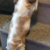 Tuffy, a male Cavalier King Charles Spaniel for sale in Redding, CA – Photo 3 of 3