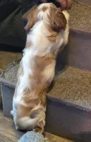 Tuffy, a male Cavalier King Charles Spaniel for sale in Redding, CA – Photo 2 of 2