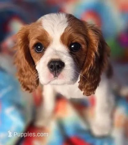 Tuffy – Cavalier King Charles Spaniel puppy for sale in Redding, CA