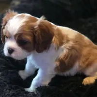 Tuffy, a male Cavalier King Charles Spaniel for sale in Redding, CA – Photo 2 of 3