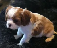 Tuffy, a male Cavalier King Charles Spaniel for sale in Redding, CA – Photo 1 of 2