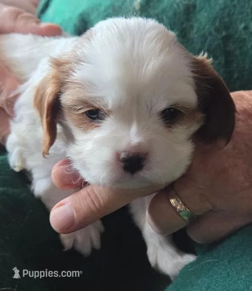 Angel – Cavalier King Charles Spaniel puppy for sale in Redding, CA