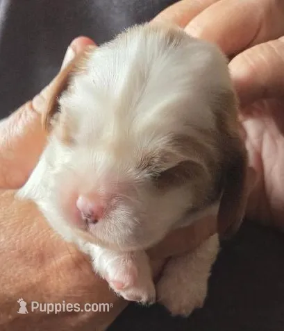 Amy – Cavalier King Charles Spaniel puppy for sale in Redding, CA