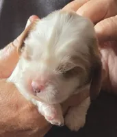 Amy, a female Cavalier King Charles Spaniel for sale in Redding, CA – 1 of 2