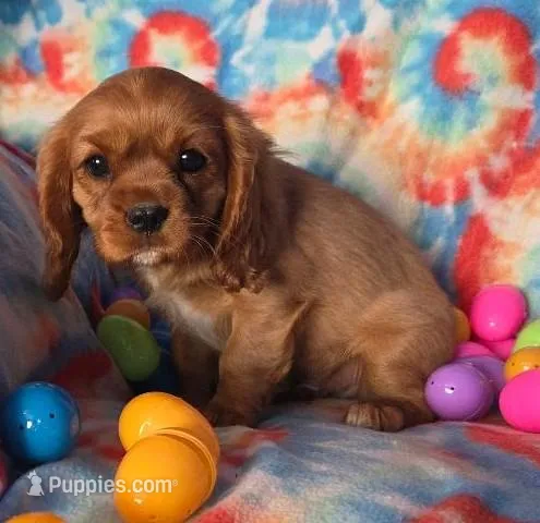 TIMMY – Cavalier King Charles Spaniel puppy for sale in Redding, CA