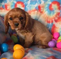 TIMMY, a male Cavalier King Charles Spaniel for sale in Redding, CA – Photo 1 of 2