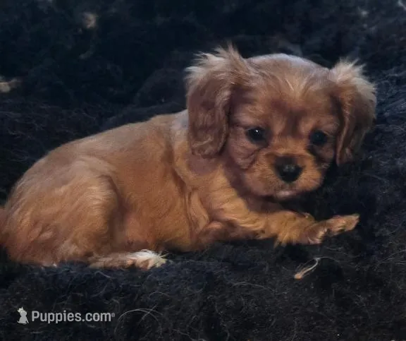 TIMMY, a male Cavalier King Charles Spaniel for sale in Redding, CA – Photo 1 of 1