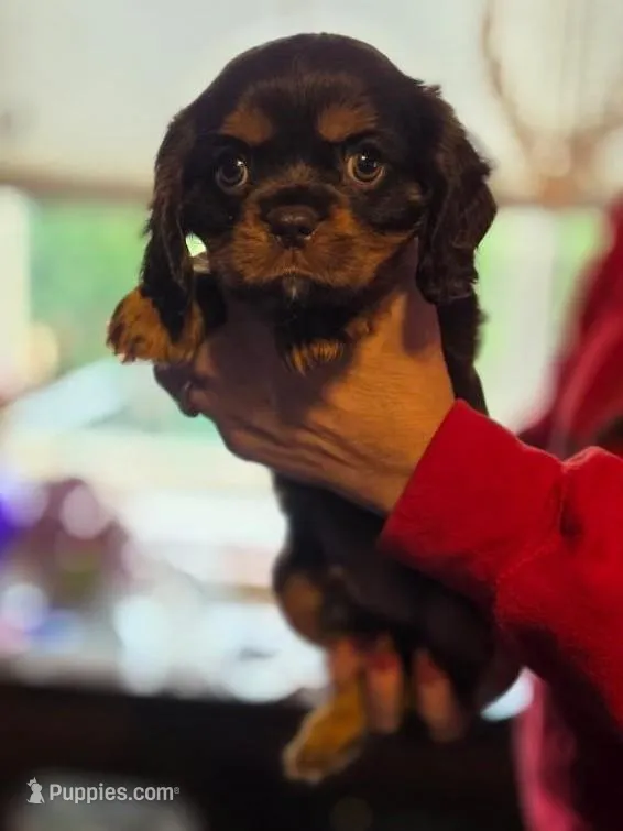 COCO – Cavalier King Charles Spaniel puppy for sale in Redding, CA