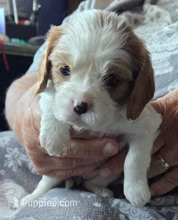 Amy – Cavalier King Charles Spaniel puppy for sale in Redding, CA
