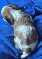 Arnie, a male Cavalier King Charles Spaniel for sale in Redding, CA – 3 of 3