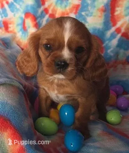 TOMMY – Cavalier King Charles Spaniel puppy for sale in Redding, CA