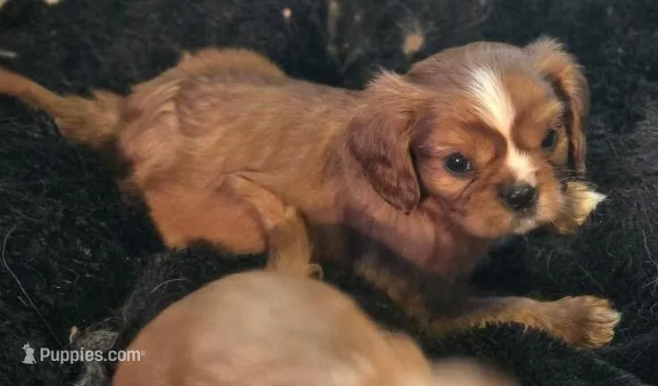 TOMMY, a male Cavalier King Charles Spaniel for sale in Redding, CA – Photo 1 of 1