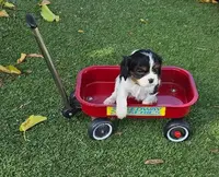 Tri 1 - SOLD, a male Cavalier King Charles Spaniel for sale in Redding, CA – Photo 1 of 3