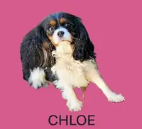 Tri 1 - SOLD, a male Cavalier King Charles Spaniel for sale in Redding, CA – Photo 2 of 3