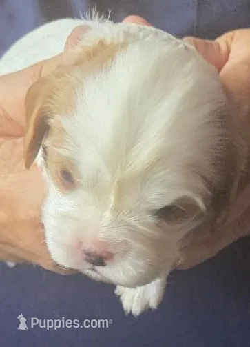 Angel – Cavalier King Charles Spaniel puppy for sale in Redding, CA