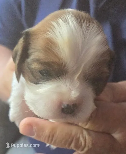 Arnie – Cavalier King Charles Spaniel puppy for sale in Redding, CA