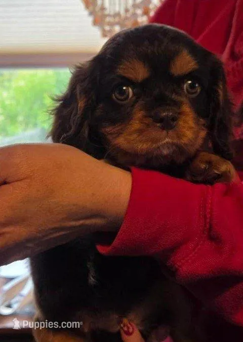 HERSHEY – Cavalier King Charles Spaniel puppy for sale in Redding, CA