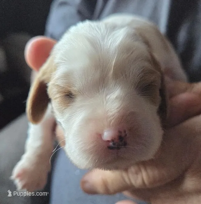 Allie – Cavalier King Charles Spaniel puppy for sale in Redding, CA