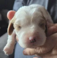 Allie, a female Cavalier King Charles Spaniel for sale in Redding, CA – 1 of 3
