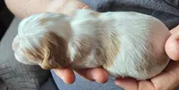 Allie, a female Cavalier King Charles Spaniel for sale in Redding, CA – 2 of 3