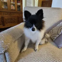 NILLA'S PARTI BLK M NEISON, a male Pomeranian for sale in Lovington, NM – Photo 3 of 9