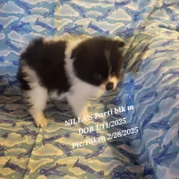 NILLA'S PARTI BLK M NEISON, a male Pomeranian for sale in Lovington, NM – Photo 7 of 9
