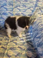 NILLA'S PARTI BLK M NEISON, a male Pomeranian for sale in Lovington, NM – Photo 7 of 9