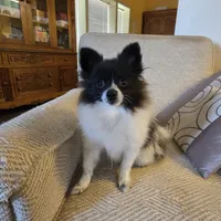 NILLA'S PARTI BLK M NEISON, a male Pomeranian for sale in Lovington, NM – Photo 1 of 9