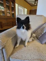 NILLA'S PARTI BLK M NEISON, a male Pomeranian for sale in Lovington, NM – Photo 1 of 9