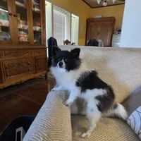 NILLA'S PARTI BLK M NEISON, a male Pomeranian for sale in Lovington, NM – Photo 4 of 9