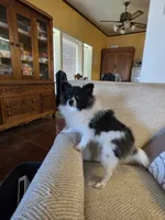 NILLA'S PARTI BLK M NEISON, a male Pomeranian for sale in Lovington, NM – Photo 4 of 9