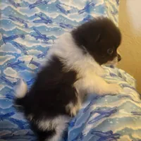 NILLA'S PARTI BLK M NEISON, a male Pomeranian for sale in Lovington, NM – Photo 9 of 9