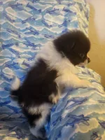 NILLA'S PARTI BLK M NEISON, a male Pomeranian for sale in Lovington, NM – Photo 9 of 9