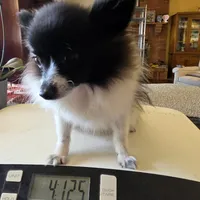 NILLA'S PARTI BLK M NEISON, a male Pomeranian for sale in Lovington, NM – Photo 2 of 9