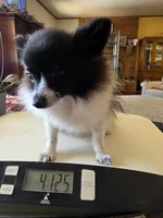 NILLA'S PARTI BLK M NEISON, a male Pomeranian for sale in Lovington, NM – Photo 2 of 9
