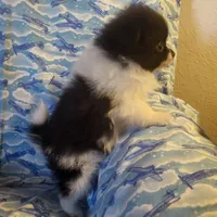 NILLA'S PARTI BLK M NEISON, a male Pomeranian for sale in Lovington, NM – Photo 6 of 9