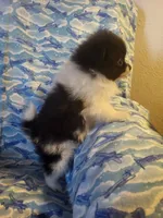 NILLA'S PARTI BLK M NEISON, a male Pomeranian for sale in Lovington, NM – Photo 6 of 9
