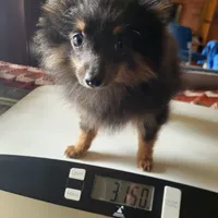 AKC MR. BLUE, a male Pomeranian for sale in Lovington, NM – Photo 5 of 10