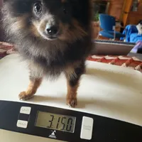 AKC MR. BLUE, a male Pomeranian for sale in Lovington, NM – Photo 6 of 10