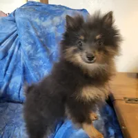 AKC MR. BLUE, a male Pomeranian for sale in Lovington, NM – Photo 7 of 10